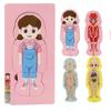 Children 3d Wooden Body Parts Puzzle Toy Anatomy Recognition Brain Development