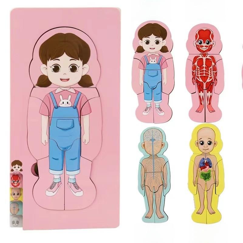 Children 3d Wooden Body Parts Puzzle Toy Anatomy Recognition Brain Development