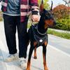 Dobermann Hundegeschirr Halsband Leine Set Spaziergang Haustier Weste Geschirre für mittelgroße große Hunde Deutscher Schäferhund mascotas Kette Zubehör