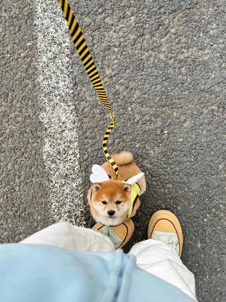 [Populärt val] Liten hundsele och koppel Step in Ingen strypning Ingen dragning Mjukt nät Bee H