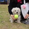 Portable Tennis Ball Holder Convenient Pet Ball Holder with Hands Free Dog Leash Attachment for Active Pets Easy Install