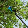Pruning Shears Efficient Fruit Tree Bonsai Pruning Branche Cutter Blue Brushless Cordless Electric Scissors Extension Pole Pruner