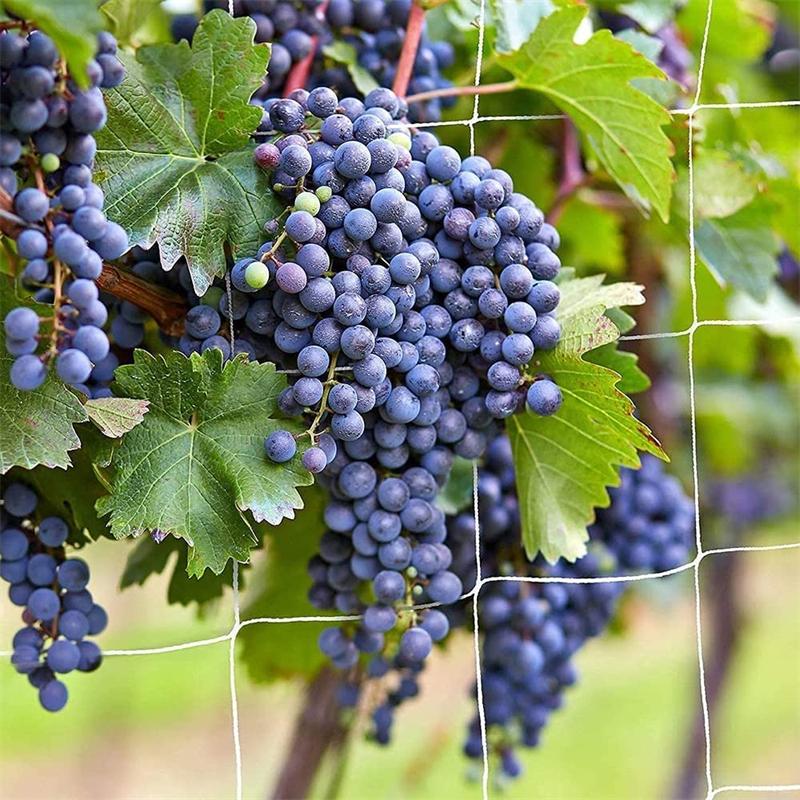 1 Pack Trellis Netting, Heavy-Duty Garden Plant Trellis Netting for Climbing Plants, Outdoor Indoor Grow Net for Beans Tomatoes