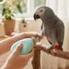 Taille-ongles électrique portable pour perroquet avec 4 têtes de polissage Coupe-ongles pour oiseau Toilettage d'animal de compagnie