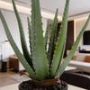 Sztuczna Aloes w Doniczce, 45 cm Wysokości, Zielony, Jak Żywa Dekoracja