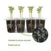 6/12-Hole Breathable Seedling Tray for Home Vegetable Planting and Care