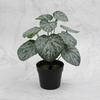 Faux Potted Plant Realistic Artificial Green Plant Long-lasting Potted Monstera Plant