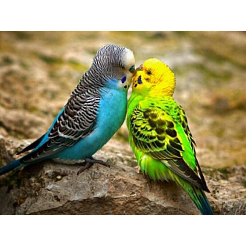 

Новый 5D DIY алмазная живопись животное вышивка крестиком попугай Алмазная вышивка стразами полный круглый дрель ремесла домашний декор Full Round 15x20CM