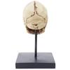 Life Size Human Rein Skull Statue 1:1 Replica Realistic Human Adult Skull Head Bone Model for Home Decor & Halloween Decoration
