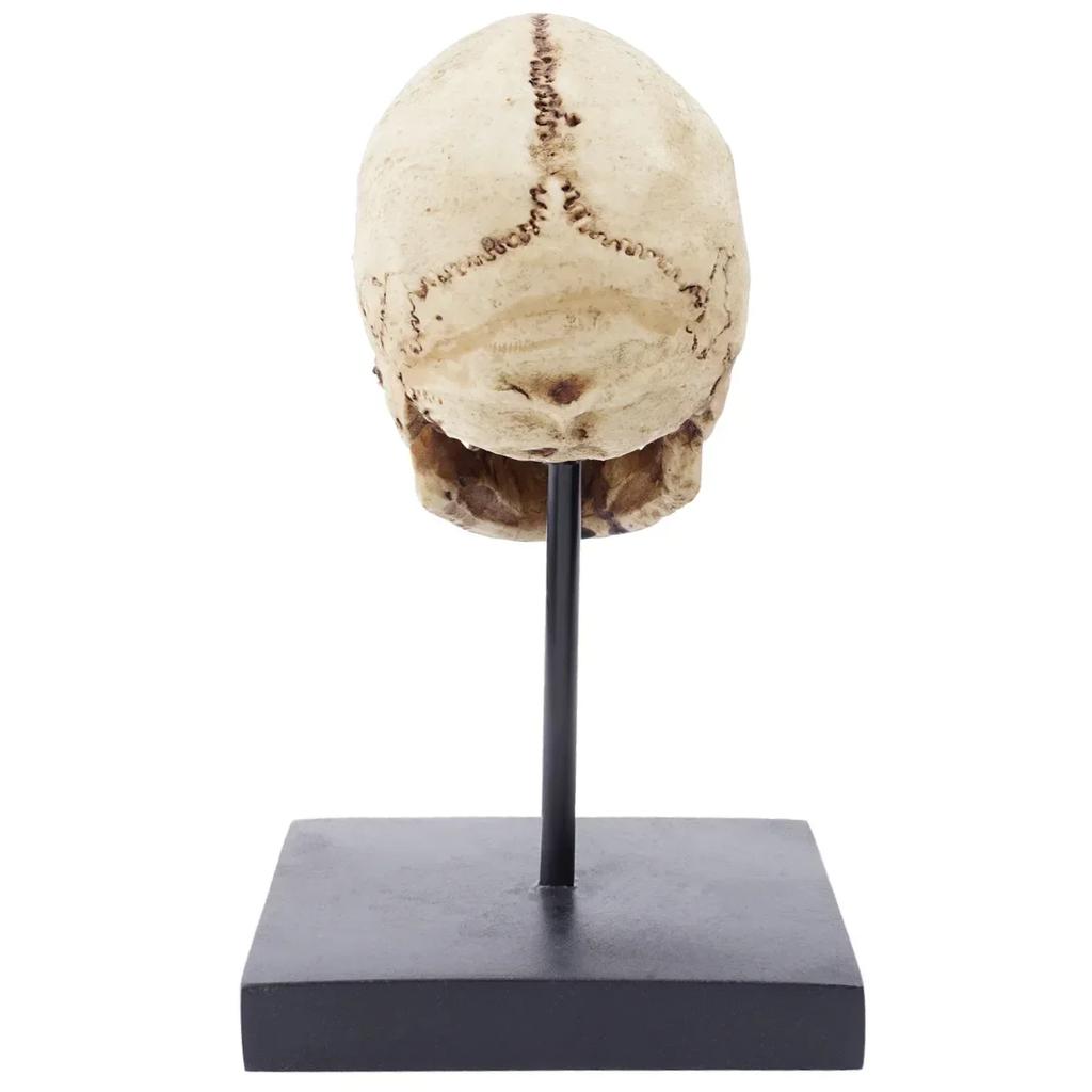 Life Size Human Rein Skull Statue 1:1 Replica Realistic Human Adult Skull Head Bone Model for Home Decor & Halloween Decoration