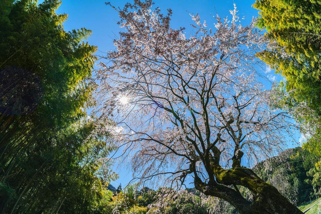 TTArtisan 11mm Fisheye ED Lens by Meisho Warranty F/2.8 L-Mount Optical, 2-Year