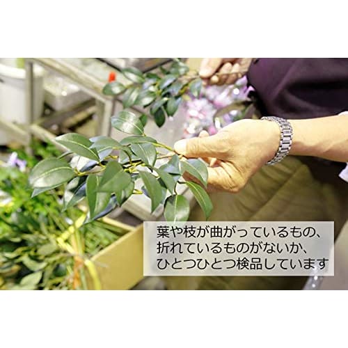 Yamakyu Sakaki Artificial Silk Sakaki Trees, Small, Pair (6 stems total), for Shinto Altars, Approx. 33cm, CT Catalyst (Deodorizing, Decomposing, and