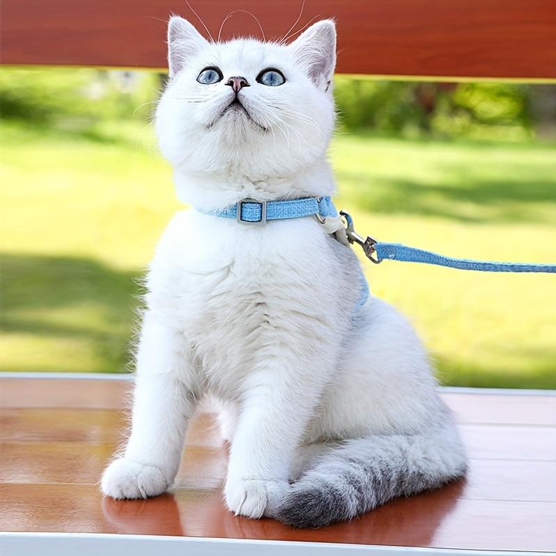 Entzückendes Bärenmuster Katzenleinen-Set für kleine Katzen und Hunde - Niedliches und strapazierfähiges Haustiergeschirr mit atmungsaktiver Brust aus Mesh und ausbruchsicherem Halsband