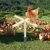 Chicken Perch Toy Wooden Chick Perch Stand with Metal Ground Stake Coop Backyard Poultry Accessories for Roosters Chicks Parrots