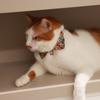 with Bell Kitten Bowties Collar Necklace Adjustable Kitten Christmas Bow Collar  Autumn
