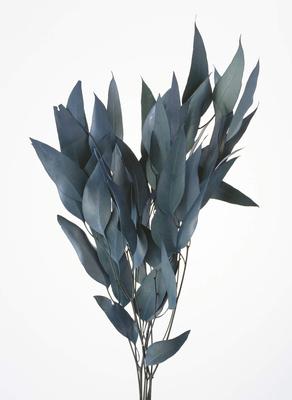 Daichi Farm Dried Flower Blue Green 45cm Willow Eucalyptus 35g Approx. DO16100-760