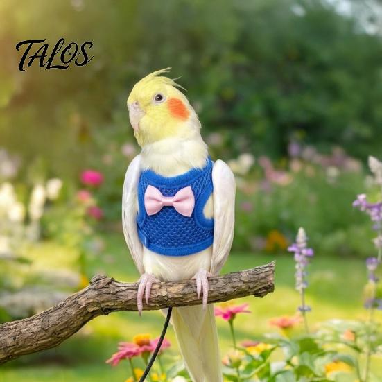 Breathable Parrot Walking Vest Bird Harness And 2m Leash, Vest, Mesh Flight Durable Carrier Suit, Escape Resistant Chest Wrap for Cockatiels