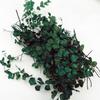 Sand Table Vegetation Scene Model Micro Landscape Simulation Rattan Leaves Miniature Plant Creepers