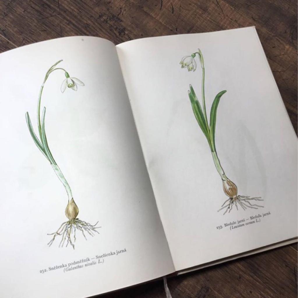[USED] Botanical encyclopedia, foreign books, Czech botanical encyclopedia, botanical art