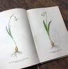 [USED] Botanical encyclopedia, foreign books, Czech botanical encyclopedia, botanical art
