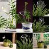 14 Style Automatic Flower Self Watering Device Plastic Plant Waterer Globes Bird Owl Heart Shape Indoor Outdoor