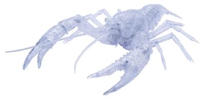 Fujimi Model Free Research Series Living Creatures Edition American Crayfish Free Research No.24 EX-3 (Transparent) 24EX-3
