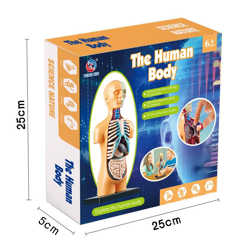 STEM Human Skeleton Model - Children's Educational Toy for Scientific Exploration
