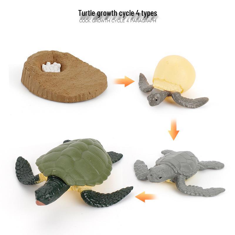 Animal Growth Cycle Models: Chicken, Duck, Goose, Butterfly, Turtle, Frog Montessori Teaching Figurines