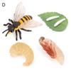4Pcs/5Pcs Frog Tarantula Butterfly Bee Animal Growth Observation Model Toys
