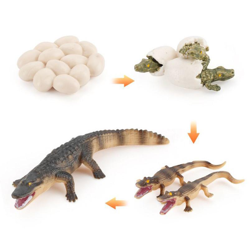 Enchanting Simulation Solid Turtle Chick Frog Animal Growth Cycle Montessori Teaching Aids For Unique Gifts And Decorative Accents
