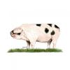 Kevin Milner Gloucestershire Old Spot Greetings Card