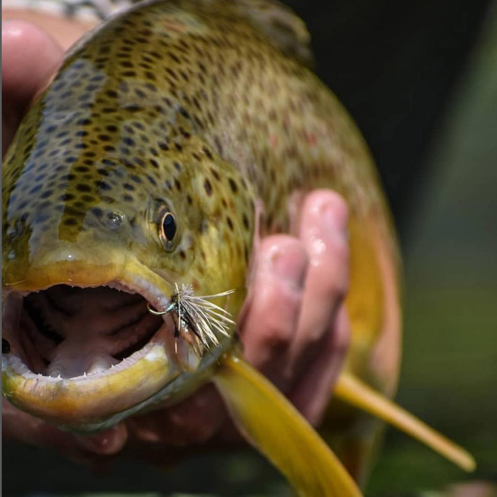 12 Paper Card Fly Hook Set Fly Fishing , Wild Fishing  Hook