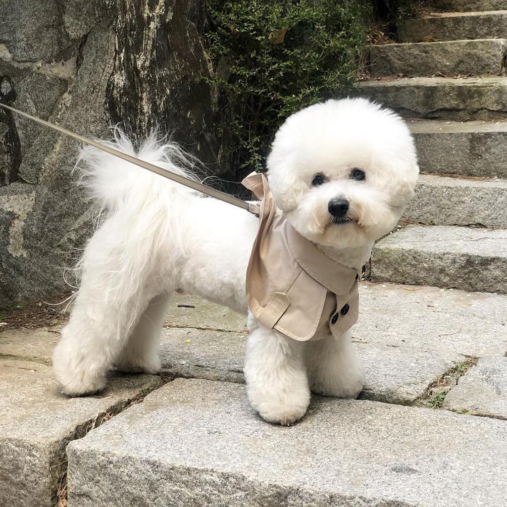 Pelerina pentru câini în stil britanic de modă, Jucător de vânt, Corgi, Bulldog francez, pentru animale de companie, bavete pentru animale de companie, haine pentru animale de companie, pelerină, costum pentru animale de companie, șanț