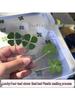 Xiaohongshu-Inspired Real Four-Leaf Clover Bookmark - Send Luck for College Entrance Exams