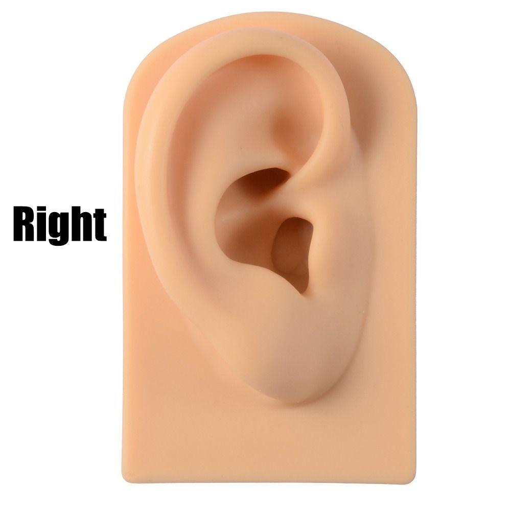 Tools Body for Hearing Teaching Simulation Ear Jewelry Earrings Display Silicone Ear Model Fake Ear