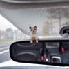 4-10 Pcs Cute Kitten Decoration Creative Sleeping Cat Doll Home Ornaments Toys Cat Car Micro Landscape Decoration Adorable Gifts