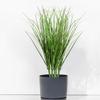 10 PCS Artificial Plants Onion Grass, Faux Shrubs Wheat Grass Greenery Stems Onion Grass-Greenery Faux Greenery Stems for Home Decor, Fake Tall