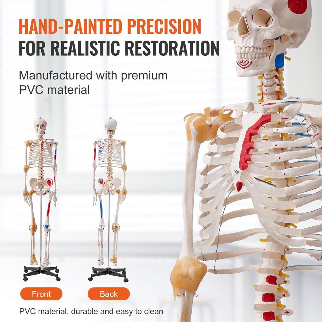 Human Skeleton Model for Anatomy, 71.65" Life Size, Accurate PVC Anatomy Skeleton Model with Ligaments, Movable Arms, Legs & Jaw, with Muscle Origin &