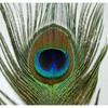 10 Pcs Natural Peacock Feathers with Eye Craft Decoration