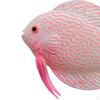 Artificial Fish Set for Aquatic Beauty