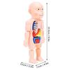 Human Body Structure Model Detachable Torso Organ Assembly Toy Anatomical Physiology Model for Education Science Learning