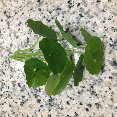 9 Heads Artificial Lotus Leaf Small Plastic Simulation Money Grass Elegant Realistic Fake Plants Holidays Decoration