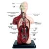 Customized Human Torso Anatomy Model for Children's Science Education