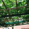 Protective Dutch Wire Mesh Enclosure for Household Breeding - Ideal for Chickens, Ducks, Rat-Proofing, and Window Safety