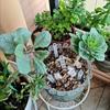 10pcs Transparent Plastic Soil Air Circulation Tubes Lightweight Durable Plant Root Ventilation Tubes For Prevent Root Rot