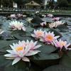15 Seeds NYMPHAEA 'Almost Amabilis' "Nymphaea WATER LILY"