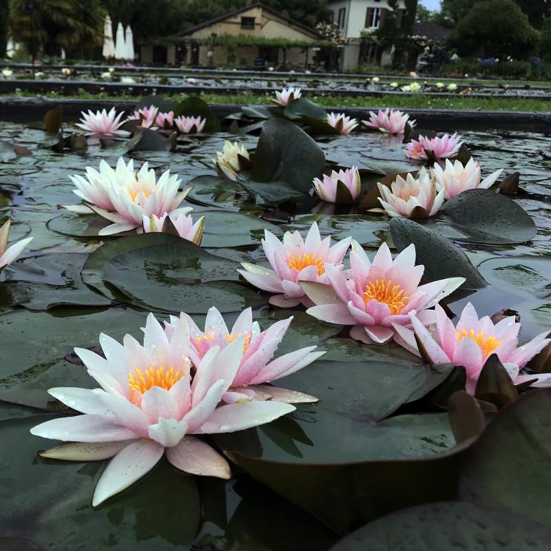 15 Seeds NYMPHAEA 'Almost Amabilis' "Nymphaea WATER LILY"