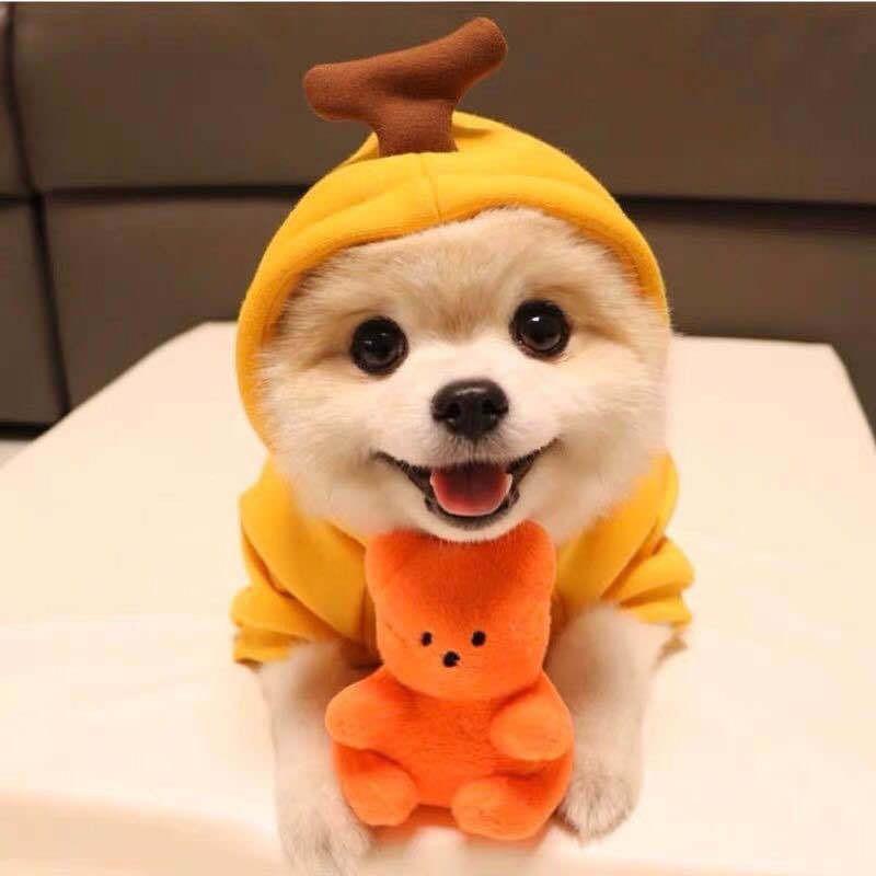 Pet Hoodie Small Medium Dogs Cats Winter Warm Fleece Dog Sweater Cat Clothing Cute Cheese Print
