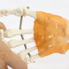PVC Anatomical Hand Model With Functional Joints For Medicals Study And Artistic Anatomy