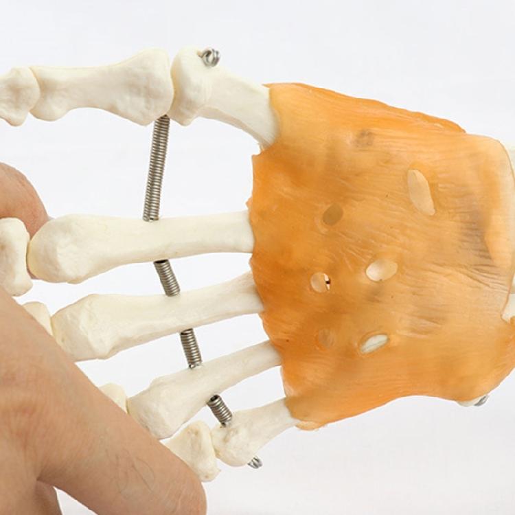PVC Anatomical Hand Model With Functional Joints For Medicals Study And Artistic Anatomy